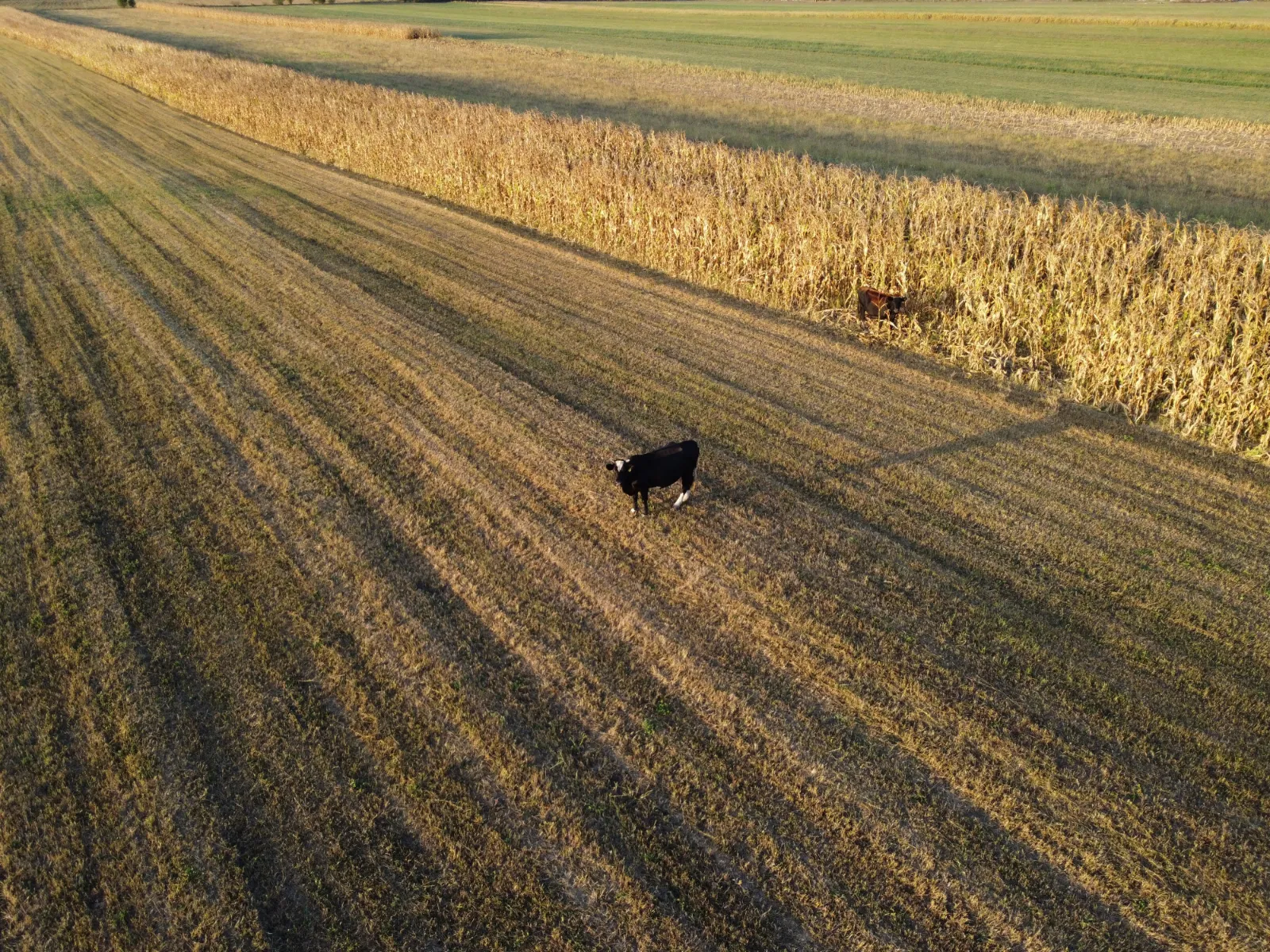 Agricultură · portofoliu Savu Sebastian