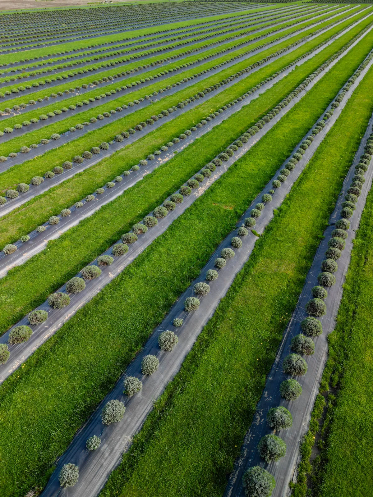 Agriculture work sample by Tanner Scholten