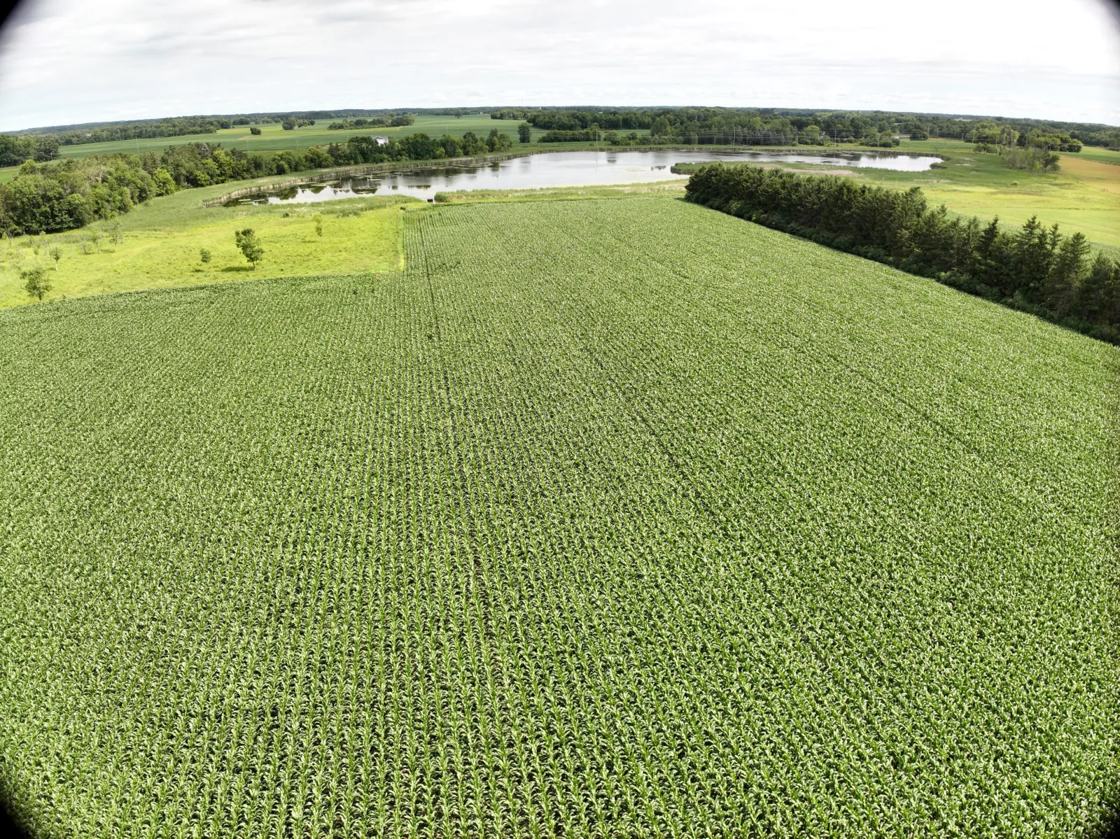 Agriculture work sample by Rob Phillips