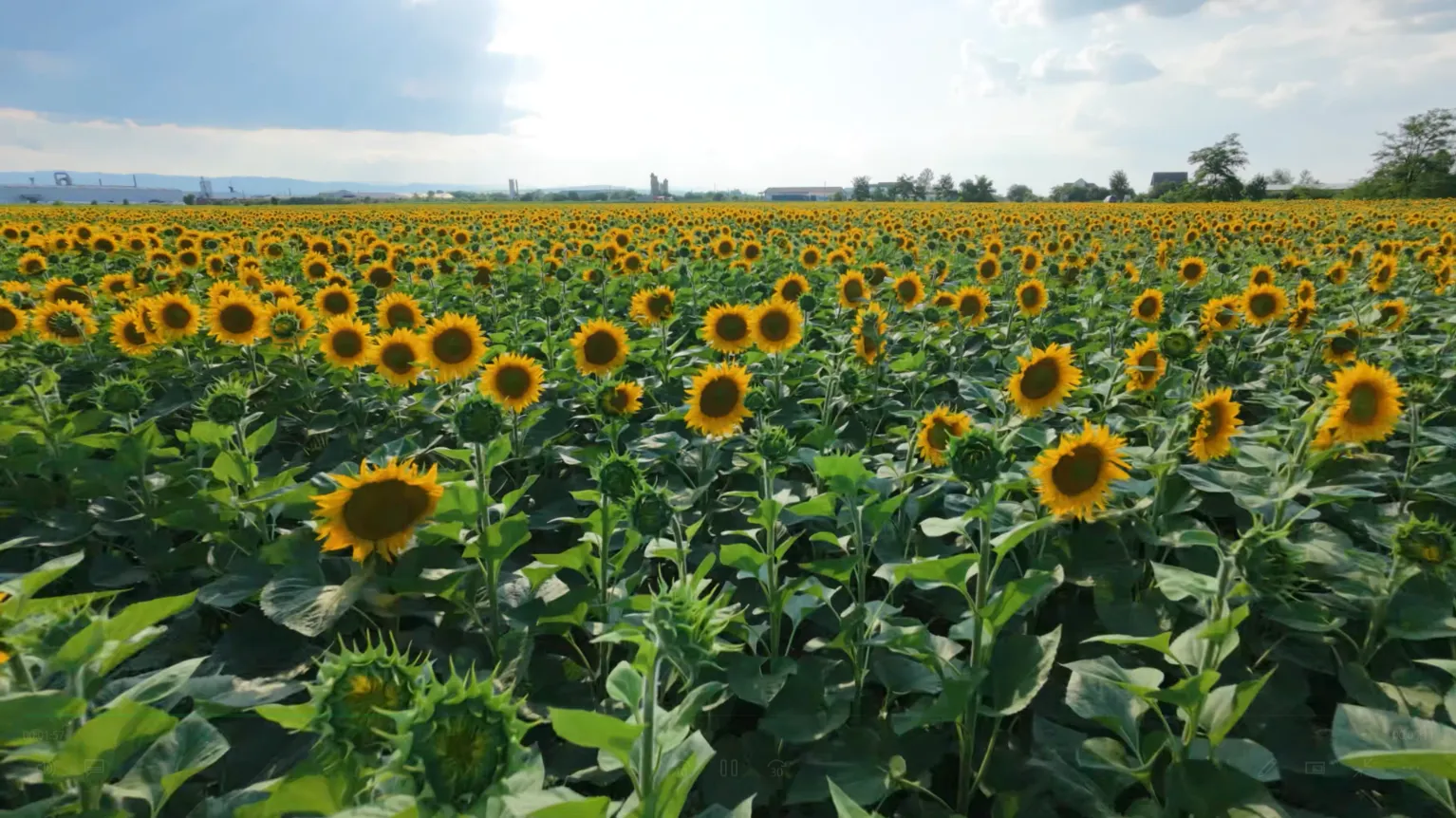 Agriculture work sample by Ududec Razvan